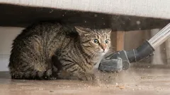 7 Geräusche, die Katzen zu Hause erschrecken, und wie man ihren Stresspegel senken kann.