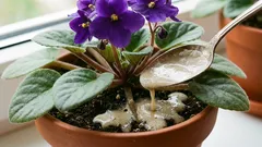  Ein Teelöffel unter die Wurzel – und das Veilchen blüht ununterbrochen: Die Blätter sind hinter den Blüten kaum zu sehen.