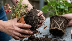 5 Fehler beim Umtopfen von Pflanzen, die ihnen schaden