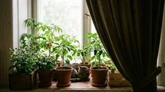 Wo soll man die Auberginen-Setzlinge pflanzen, damit sie ihre Knospen nicht abwerfen?